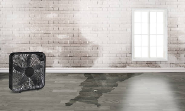 Best Mold removal after water damage  in East Pittsburgh, PA