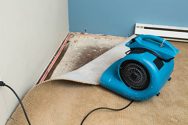 Best Mold removal after water damage  in East Pittsburgh, PA